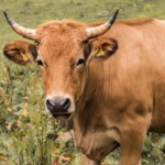 AGRICULTURE | ELEVAGE